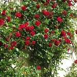 Ferienbauernhof Liesenberg Ferienreihenhaus Obstwiese *