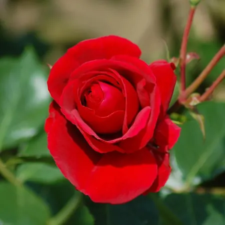 Ferienbauernhof Liesenberg Ferienreihenhaus Obstwiese * Fehmarn