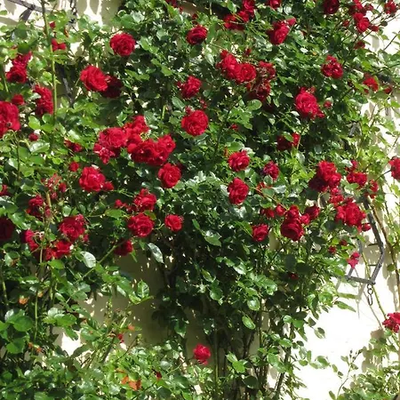 Ferienbauernhof Liesenberg Ferienreihenhaus Obstwiese *