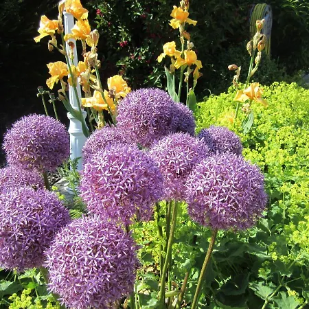 Apartment Ferienbauernhof Liesenberg Ferienreihenhaus Obstwiese Fehmarn